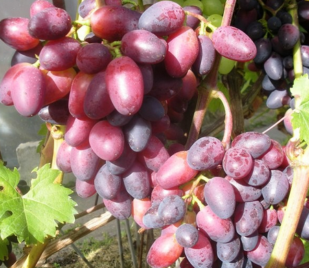 Описание сорта винограда Красотка: отличительные черты, основные преимущества