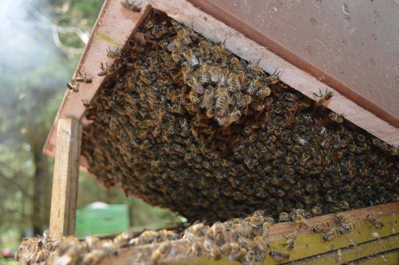 Разновидности препаратов для пчёл и их применение