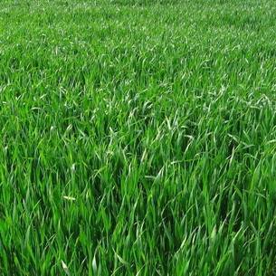 Описание, преимущества и недостатки газона из полевицы