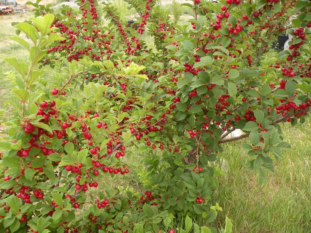 Войлочная вишня — выращивание и уход, посадка, обрезка, фото