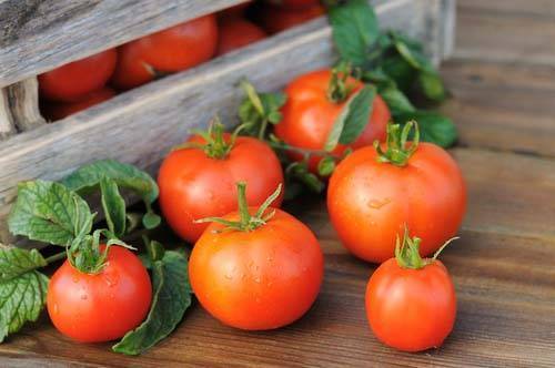 Чем подкормить рассаду помидоров? как правильно высаживать рассаду в теплицу?