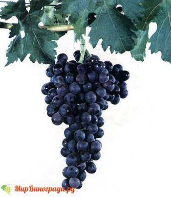 Виноград кишмиш 342 — особенности выращивания и ухода