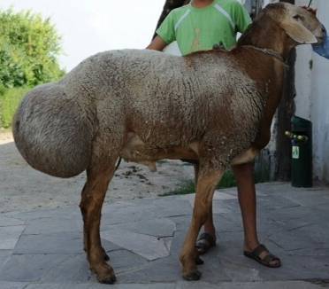 Самое продуктивное хозяйство с гиссарскими овцами