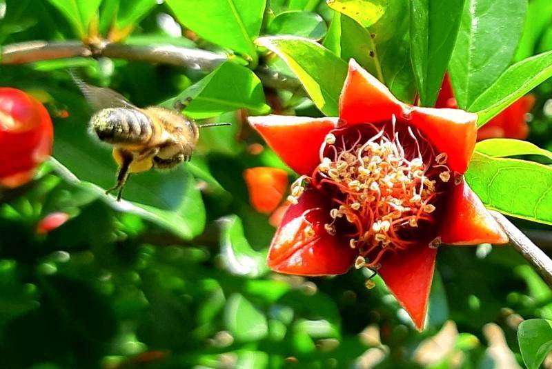 Пчеловодство для начинающих: основы, советы, особенности ухода и правила организации бизнеса (110 фото + видео)