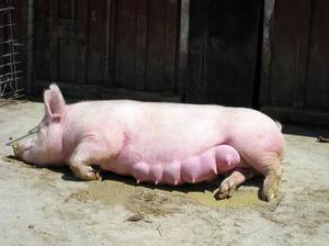 Ррсс свиней — как распознать и лечить репродуктивно-респираторный синдром. болезни свиней: симптомы и профилактика