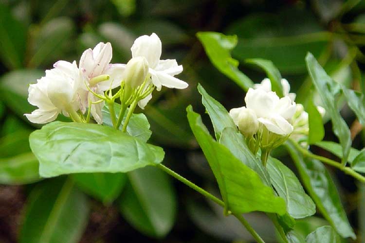 Цветок жасмин – особенности выращивания, рекомендации по уходу, правила размножения и пересадки