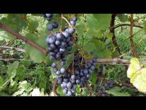 Сладость юга и стойкость севера в винограде сорта памяти домбковской