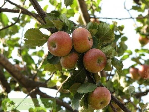 Сорт яблони штрифель: описание и агротехника