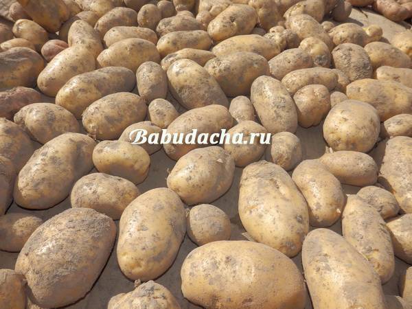 Картофель "тирас": описание сорта, фото, характеристики урожайности картошки