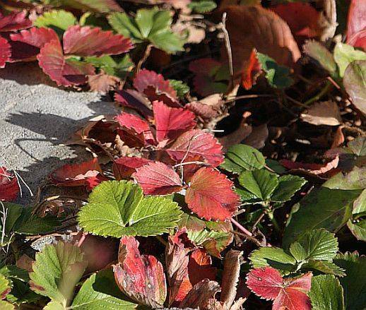 Как бороться с покраснением листьев клубники
