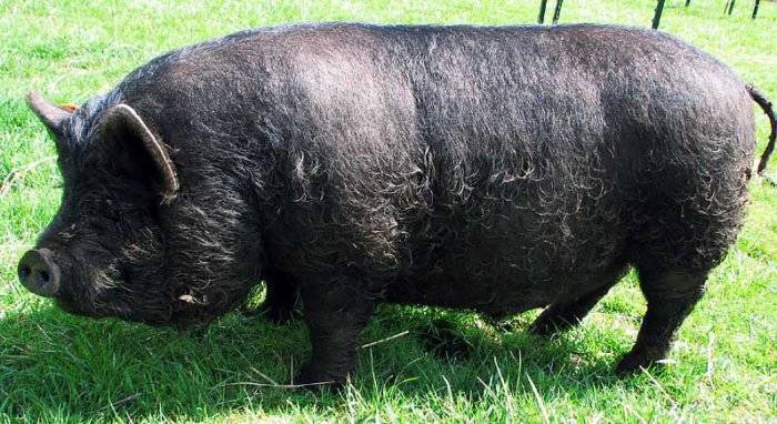 Популярные породы свиней: названия с описанием и фото