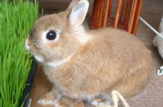 Чем кормить кроликов для быстрого роста и веса: что лучше для набора, стимуляторы