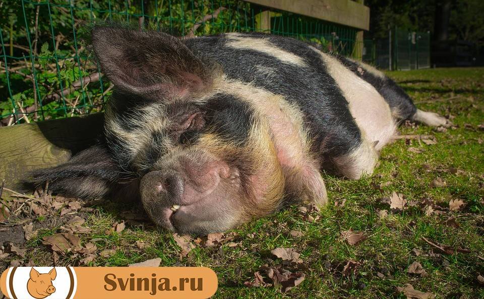 Как и чем кормить свиней: основы кормления, рацион и методы откорма