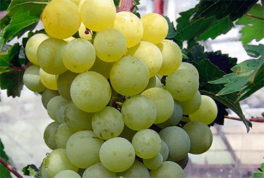 Самые морозостойкие сорта винограда: названия, фото, описание и характеристики