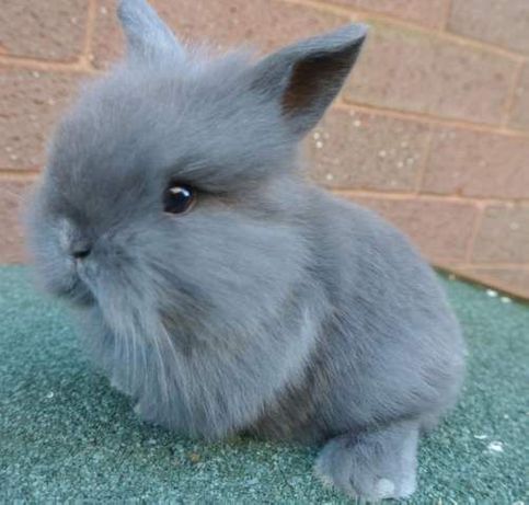 Какую породу декоративного кролика выбрать?