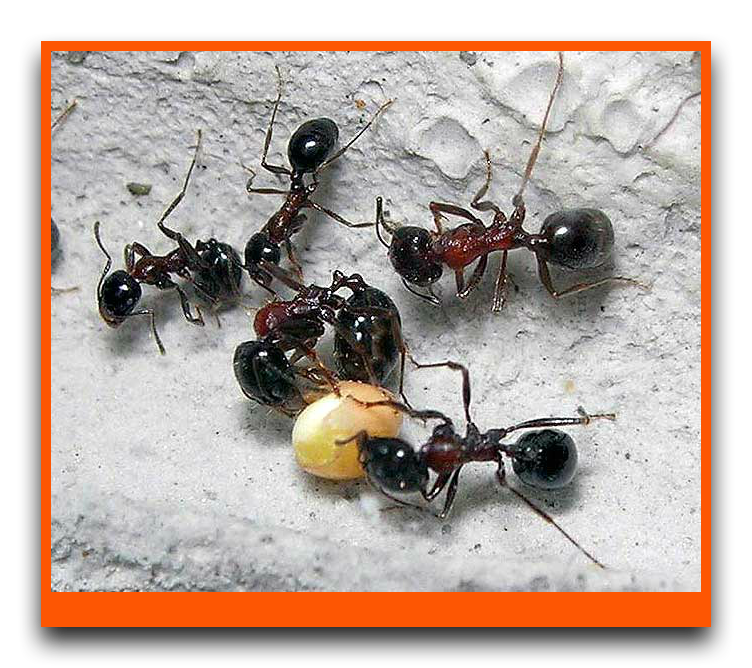 Как бороться с муравьями и тлей на клубнике