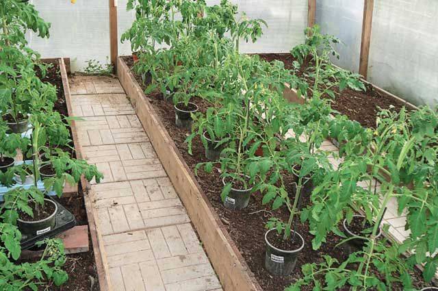 Когда сажать помидоры на рассаду 2020 году, чтобы вырастить богатый урожай томатов. | красивый дом и сад