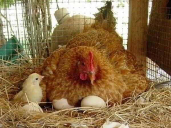 Сколько дней сидит гусыня на яйцах: время высиживания, сколько яиц кладут