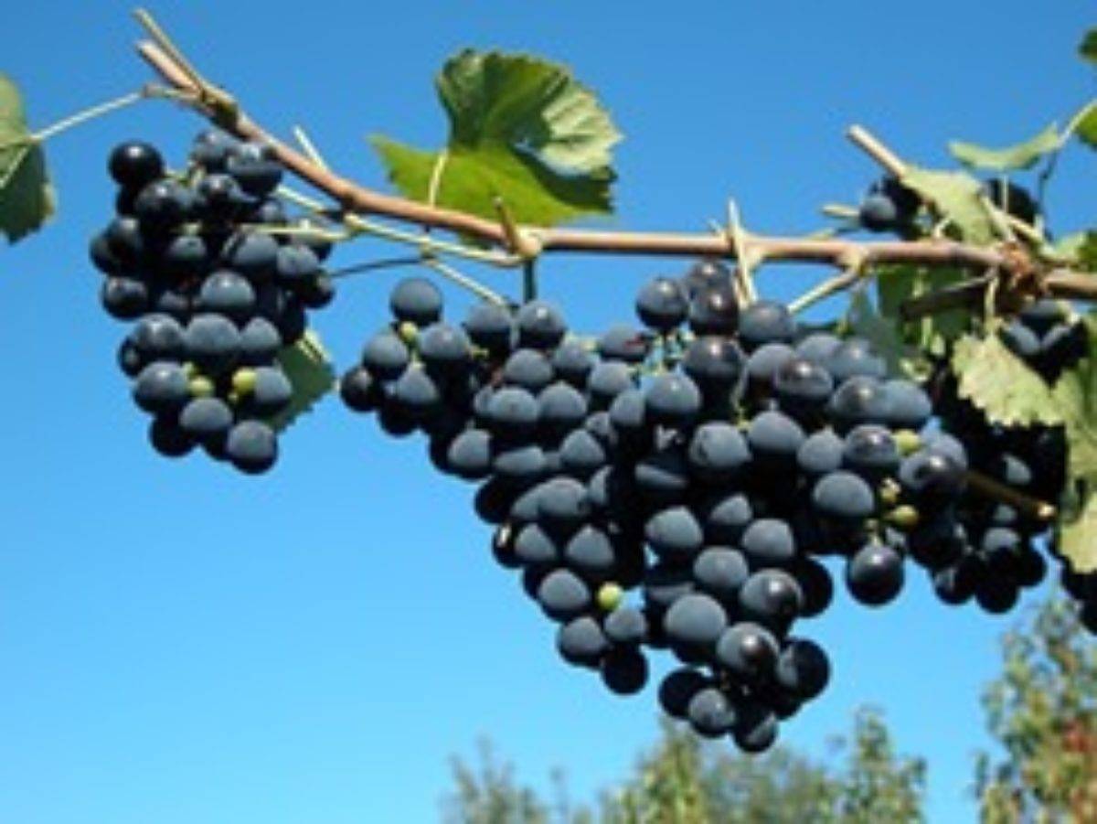 Виноград черный изумруд описание сорта фото