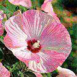 Цветок мальва – посадка и уход в открытом грунте, фото мальвы, выращивание мальвы из семян в саду