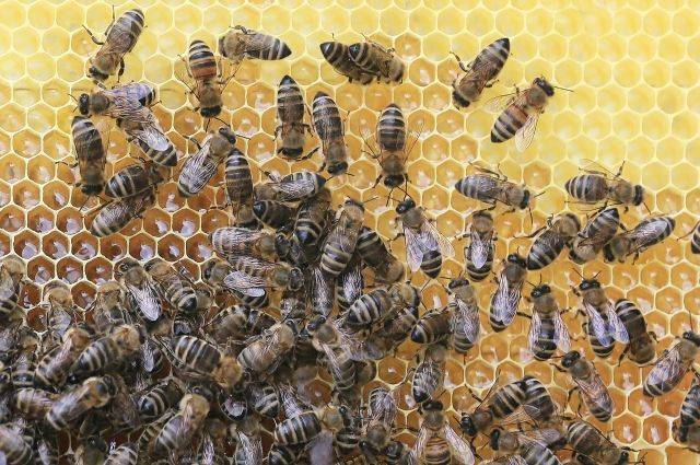 Инвазионные болезни медоносных пчел