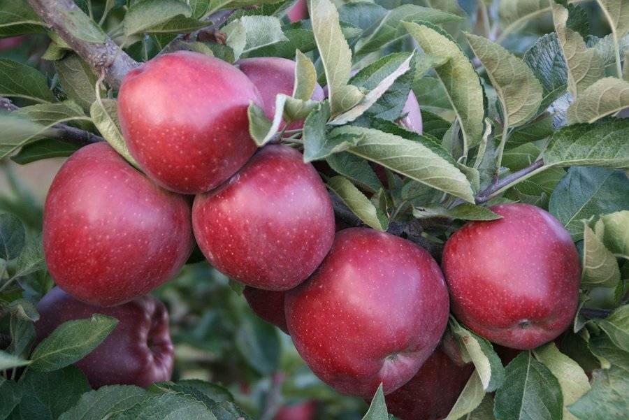 Особенности выращивания и ухода за яблоней сорта айдаред