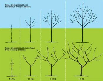 Обрезка деревьев весной для начинающих в картинках пошагово (схема)