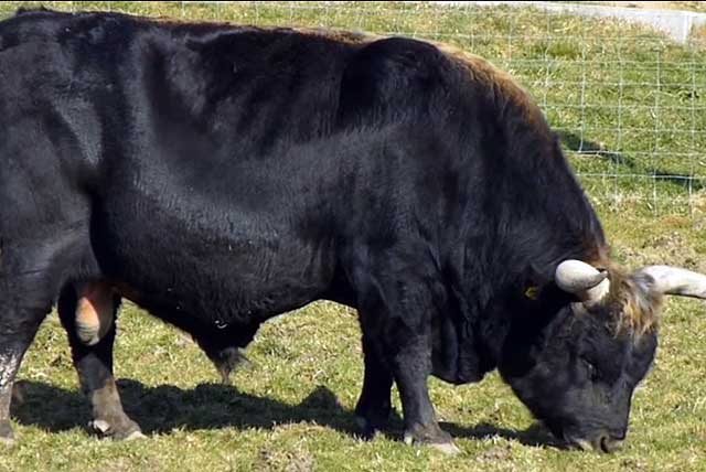О спаривании коровы и быка (схема синхронизации коров, применение эстрофана)