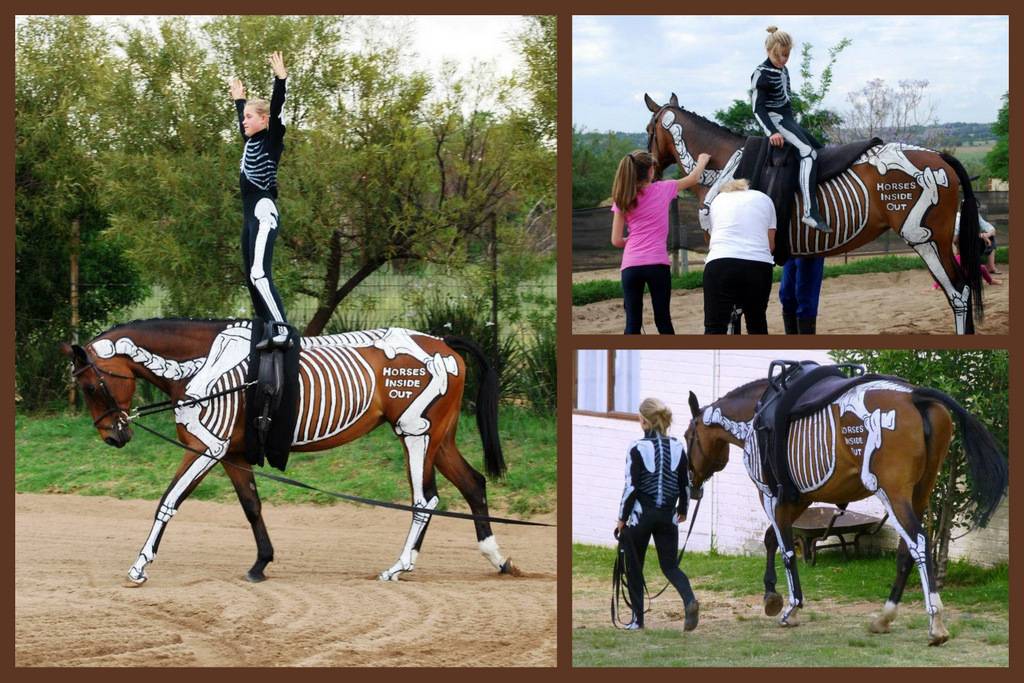 Как обучить лошадь подготовка к верховой езде