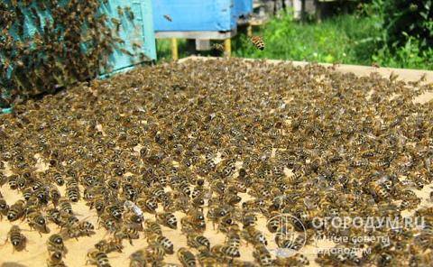 Роение пчел: суть процесса и методы его предупреждения