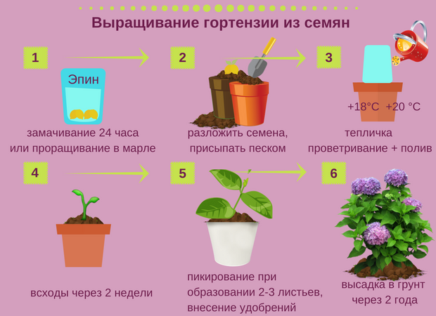 Какая почва требуется гортензии: земля или грунт для гортензии садовой