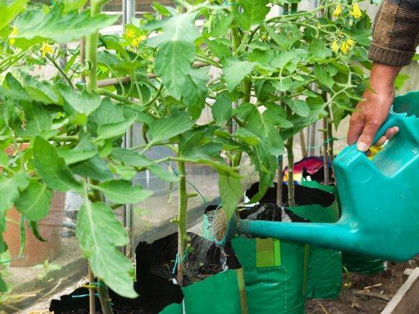 Фосфорные удобрения для томатов: инструкция по применению подкормок для рассады помидоров, рекомендации как развести и использовать их совместно с калийными