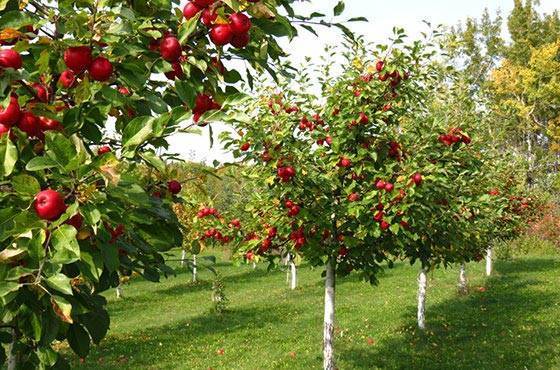 Все о плодовых деревьях и кустарниках для дачи: описание сортов и видов