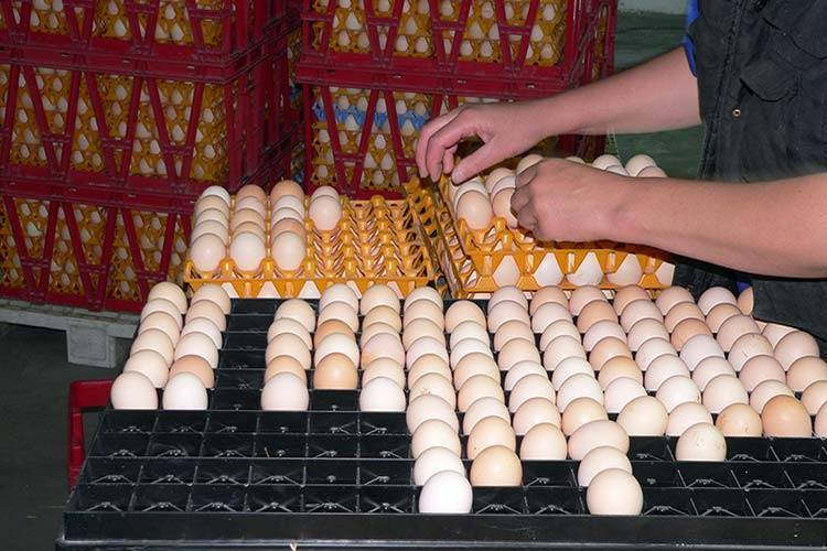 Об автоматических инкубаторах для яиц: какой выбрать, инструкция по эксплуатации