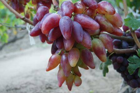Виноград дубовский розовый: характеристика и описание сорта, посадка и уход