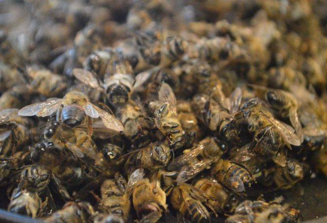 О пчелином подморе: что это, лечебные свойства, применение при заболеваниях