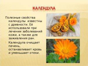 Костяника – лекарственные свойства, описание - народная медицина | природушка.ру