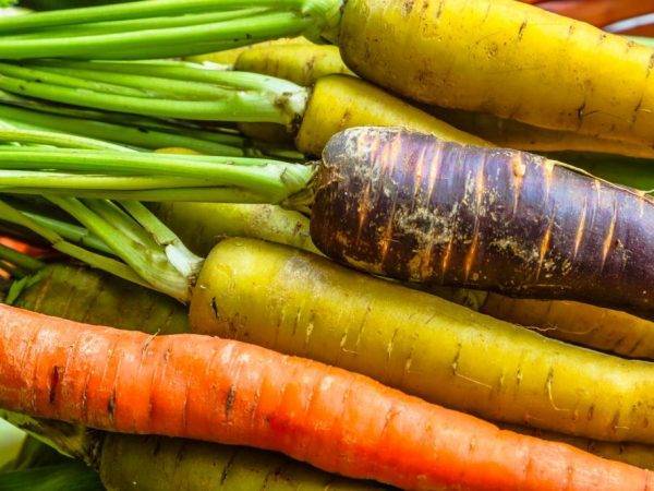 Выбор и посадка лучшего сорта моркови