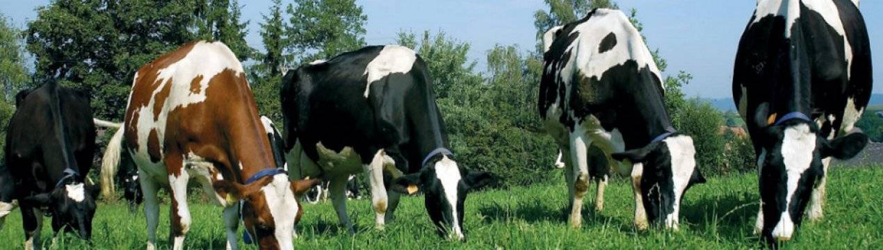При выборе коровы для подворья важно знать, сколько она дает молока в сутки
