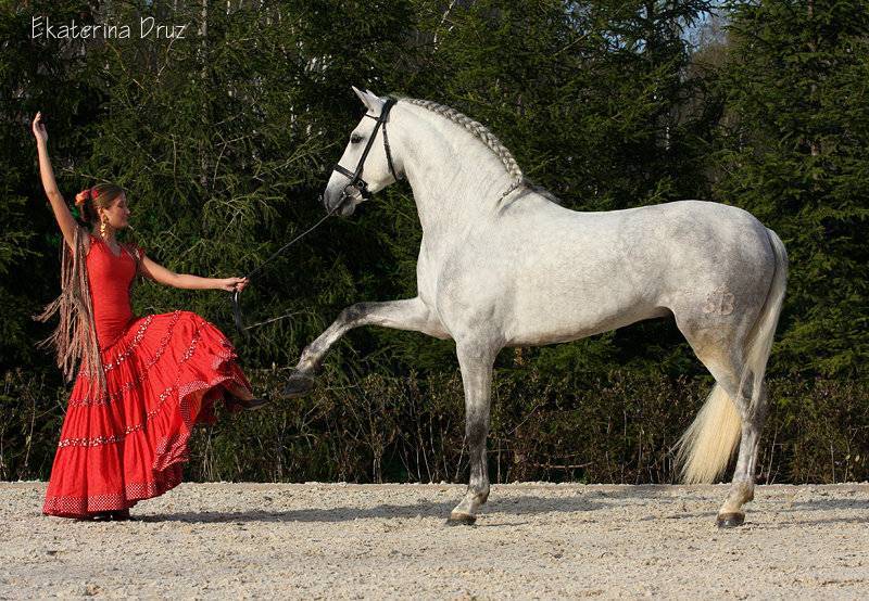 Андалузская лошадь: характер, масти, фото - общая информация - 2020