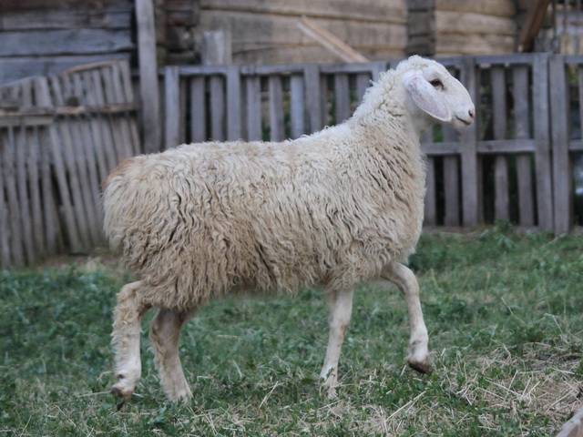Эдильбаевская порода овец (32 фото): особенности курдючных баранов, содержание и уход за ягнятами, размножение породы