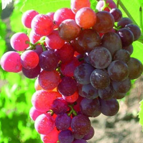Описание сорта винограда рилайнс пинк сидлис, основные характеристики и особенности