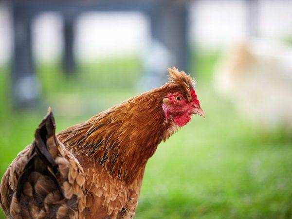 Кучинская юбилейная порода кур: описание и фото, характеристики, выращивание цыплят и петухов, инкубация яиц