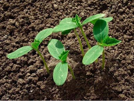Выращивание рассады белокочанной капусты дома