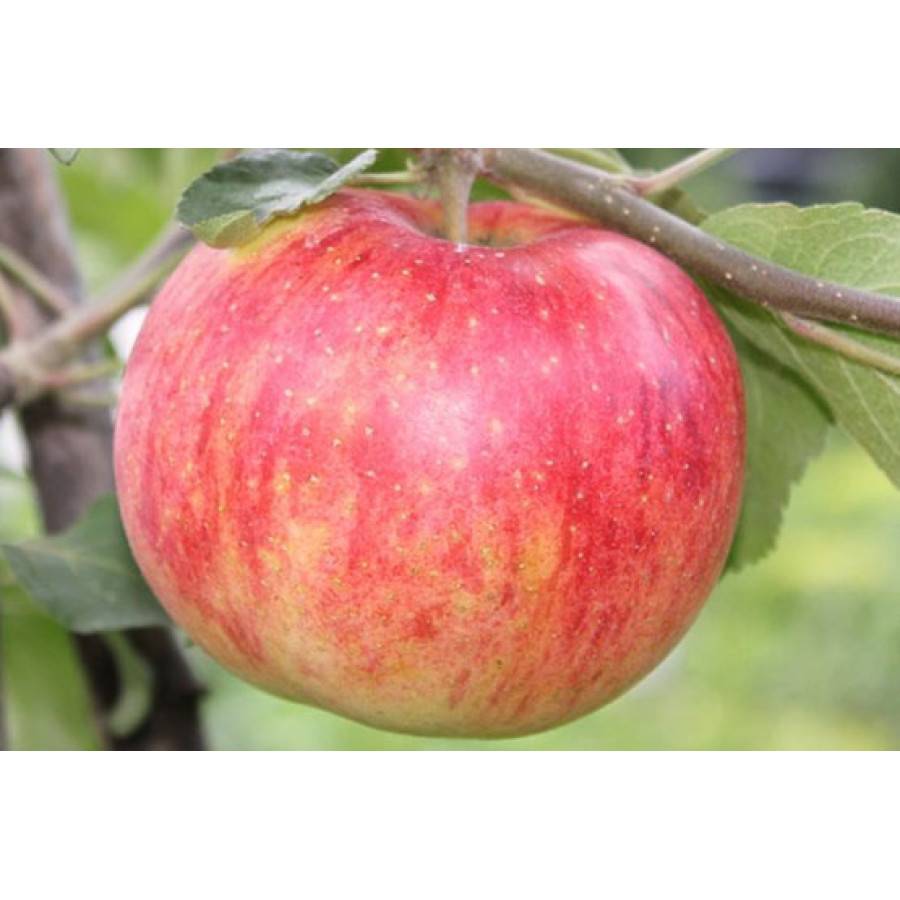 Штрифель — яблоки из прибалтики: описания и фотографии