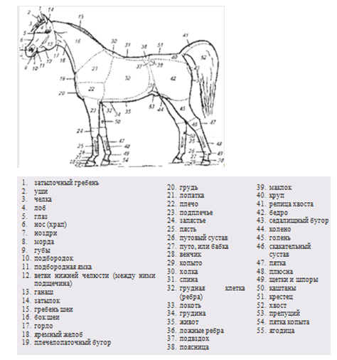 Иерархия лошадей в табуне. и как стать лидером у своей лошади? - о лошадях | коновод