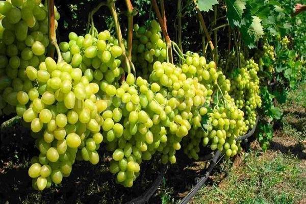 Уход за виноградом весной: подробные инструкции по агротехнике