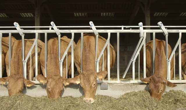 Жирность коровьего молока – один из важнейших показателей продуктивности
