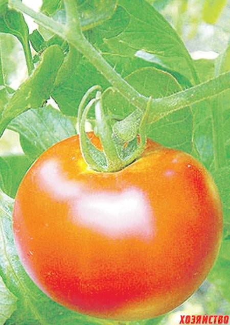 Болезни рассады томатов в домашних условиях