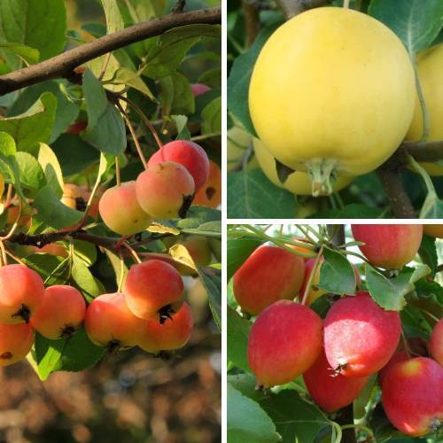 Вкуснейший сорт яблони – уральское наливное